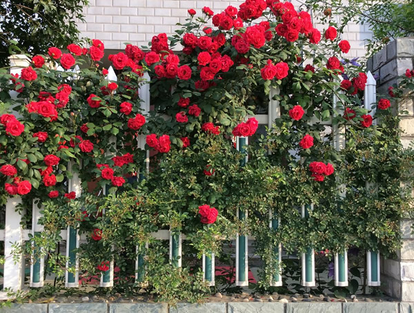 御用马车月季的优缺点有哪些？