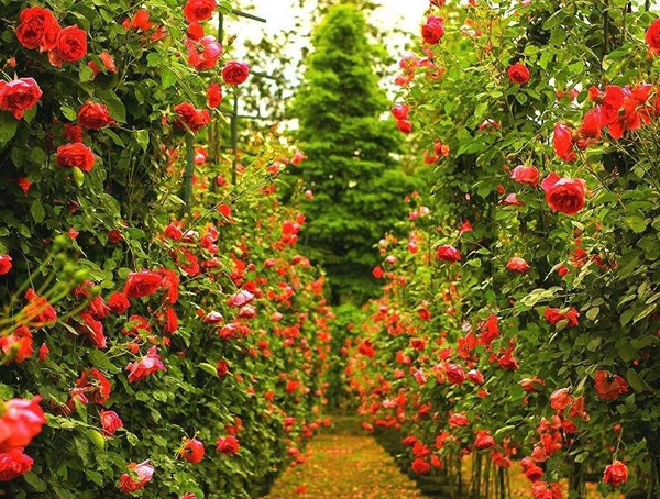 御用马车月季是多季开花吗？