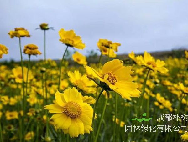 大花金鸡菊播种时间是什么时候？