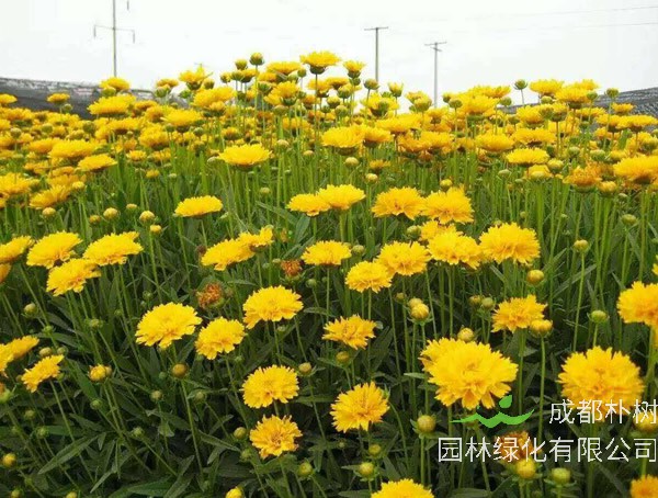 大花金鸡菊为什么长的慢？怎么处理？