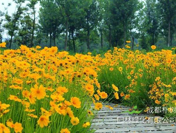 外来物种大花金鸡菊入侵的现状是怎样的？