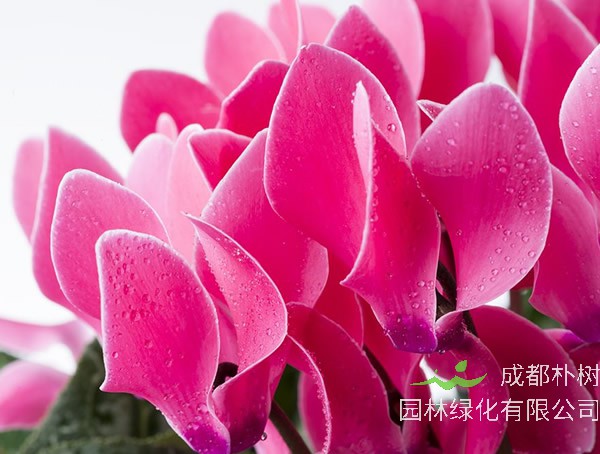 仙客来球茎腐烂怎么办？能够救活么？