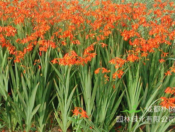 火星花什么时候开花？