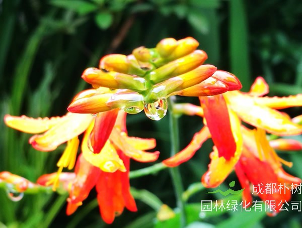 火星花的花语是什么？有哪些象征意义？