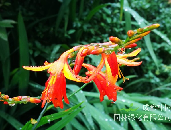 火星花耐寒温度多少？