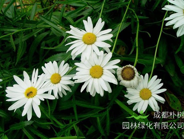 西洋滨菊什么时候播种比较好？