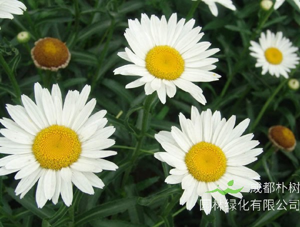 西洋滨菊的种植方法有哪些？