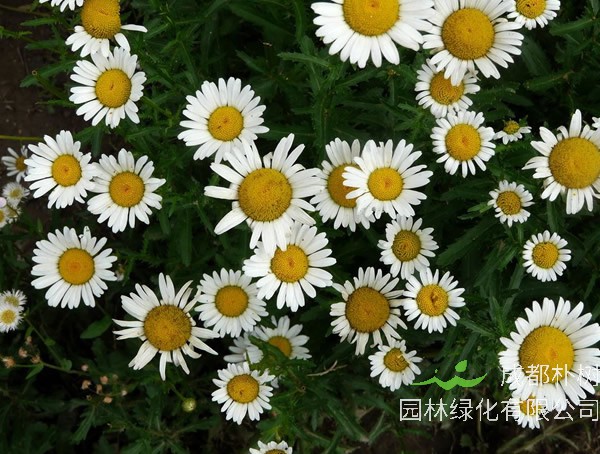 西洋滨菊什么时候开花？花期是几月？