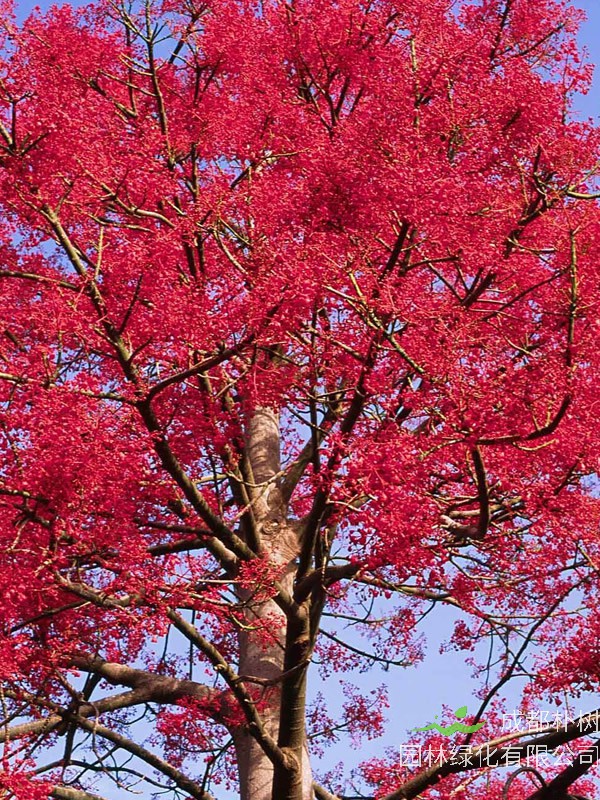 澳洲火焰木花期是什么时候？有多长？