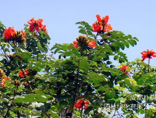 澳洲火焰木种植前景怎么样？