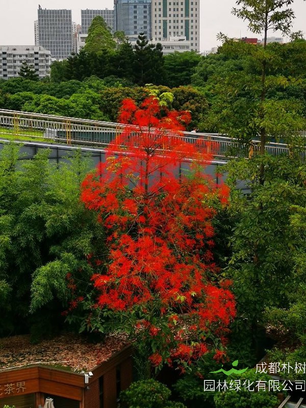 澳洲火焰木为什么不会开花？