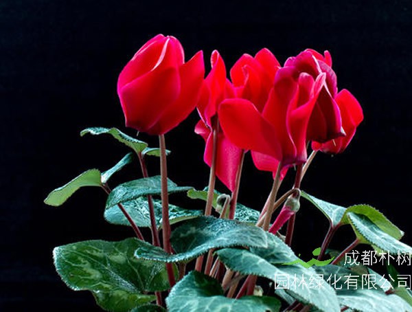 仙客来扦插方法有哪些？