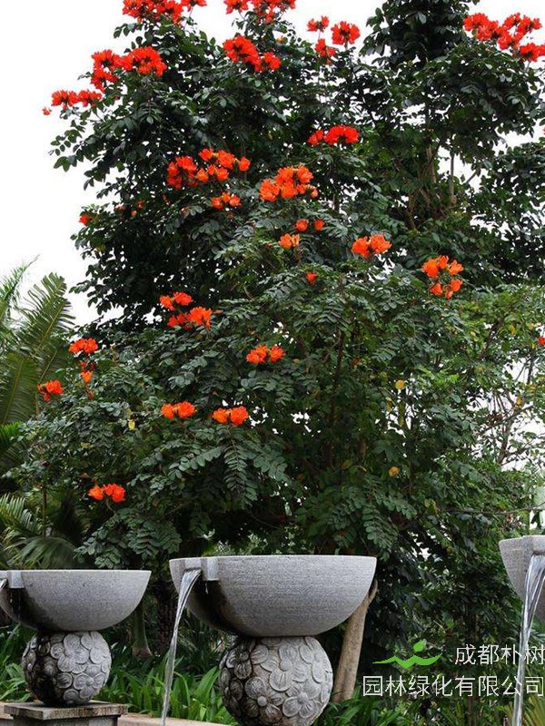 澳洲火焰木如何扦插繁殖？