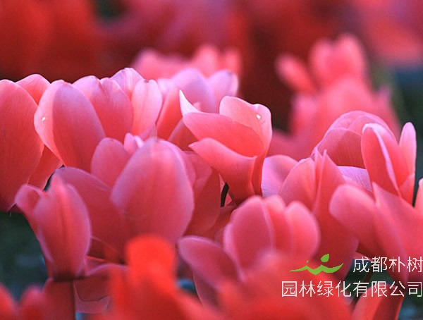 仙客来为什么黄叶子？原因有哪些？