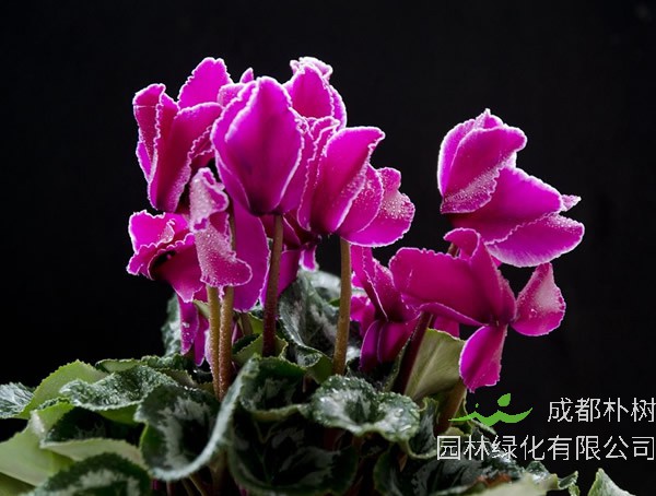 仙客来为什么烂叶子？有哪些原因？