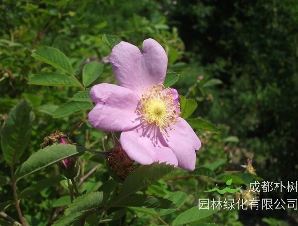 山刺玫花的功效有哪些？