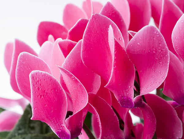 仙客来球茎腐烂怎么办？能够救活么？