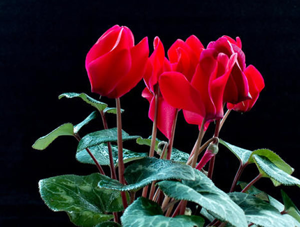 仙客来扦插方法有哪些？