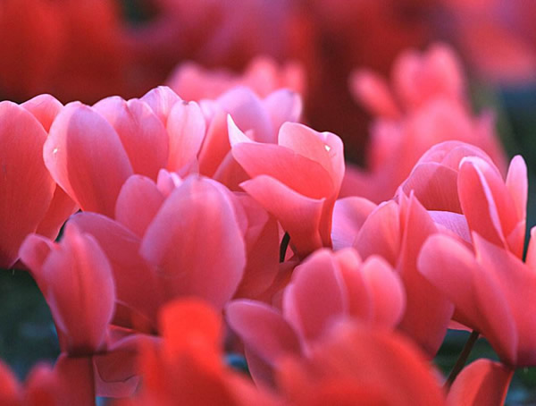 仙客来为什么黄叶子？原因有哪些？