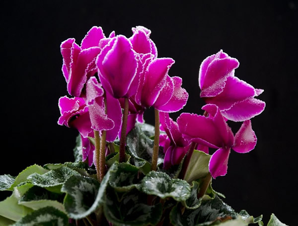 仙客来为什么烂叶子？有哪些原因？