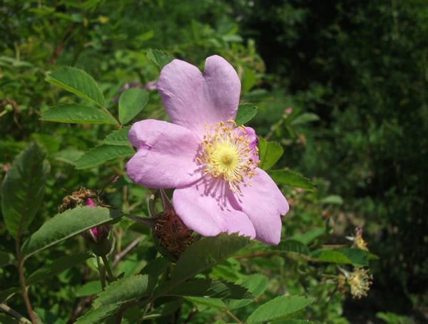 山刺玫花的功效有哪些？
