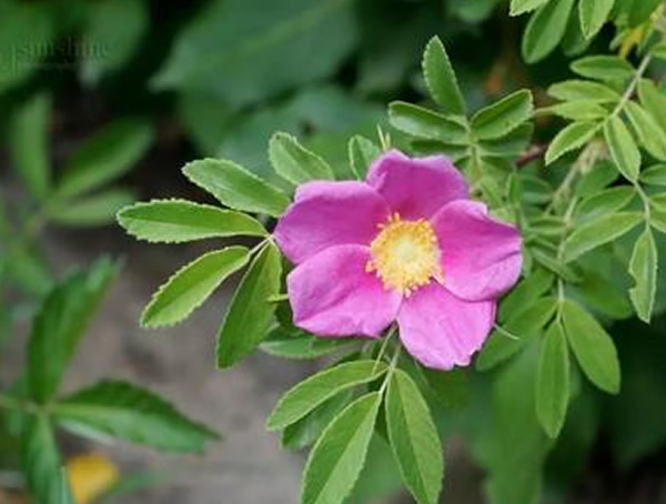 山刺玫根的药用价值有哪些？