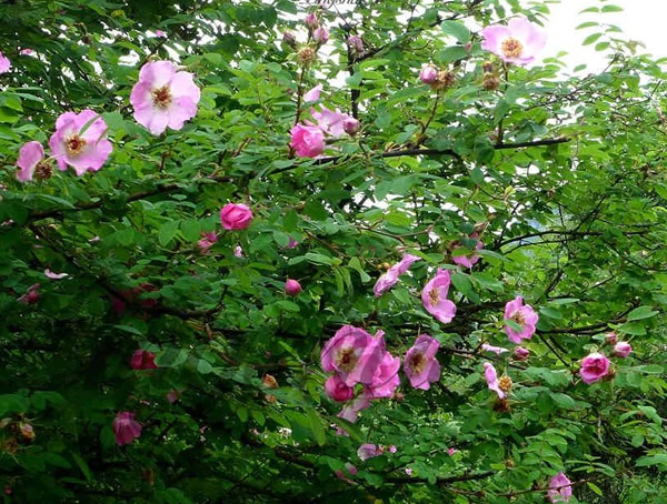 山刺玫扦插技术是怎样的？