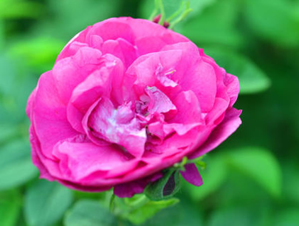 山刺玫什么时候开花？花期是几月？