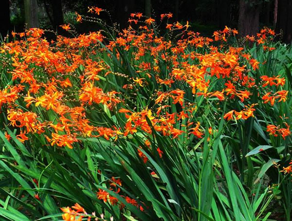 火星花怎么种植效益最好？