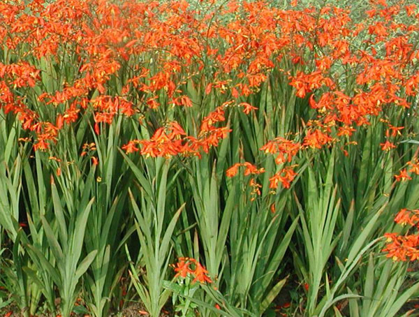 火星花什么时候开花？