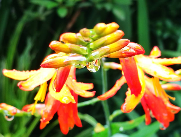 火星花的花语是什么？有哪些象征意义？