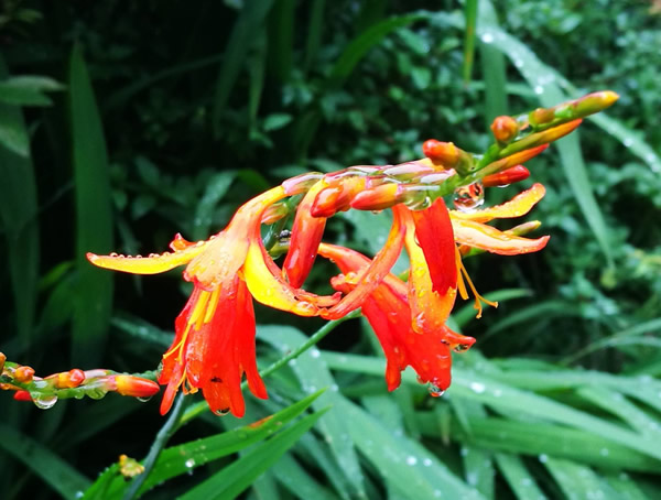 火星花耐寒温度多少？