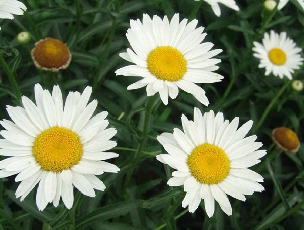 西洋滨菊的种植方法有哪些？