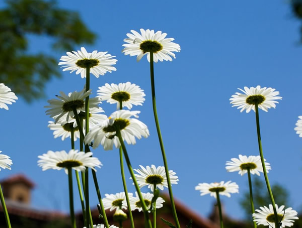 西洋滨菊寓意有哪些？花语是什么？