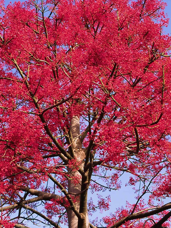 澳洲火焰木花期是什么时候？有多长？