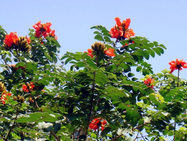 澳洲火焰木种植前景怎么样？