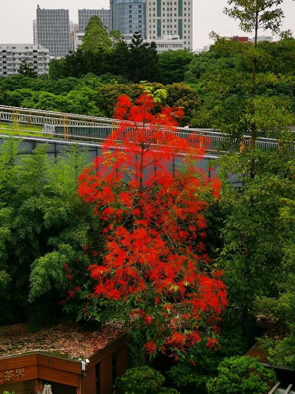 澳洲火焰木为什么不会开花？