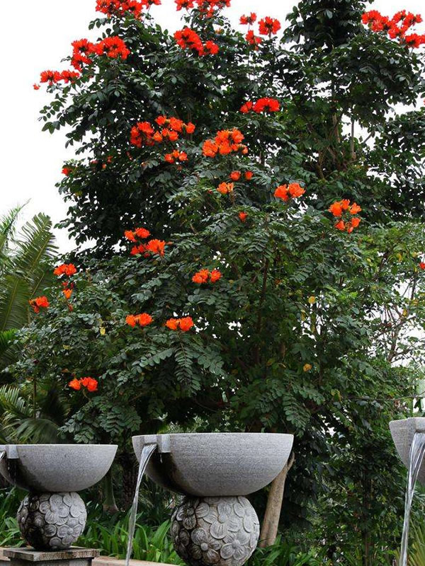 澳洲火焰木如何扦插繁殖？