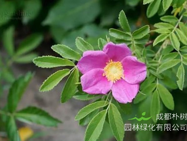 山刺玫根的药用价值有哪些？