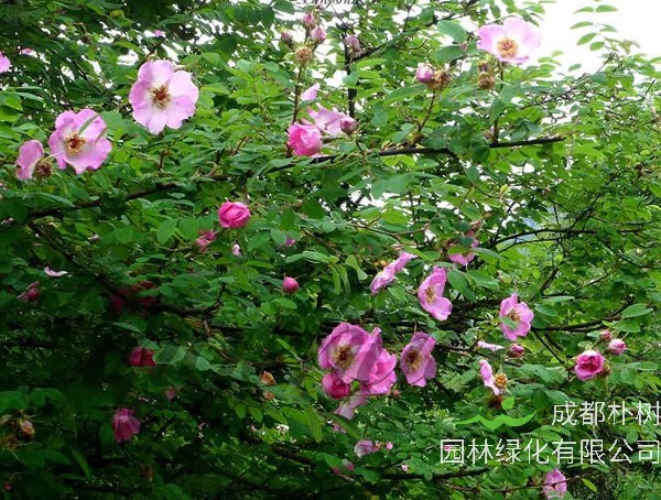 山刺玫扦插技术是怎样的？