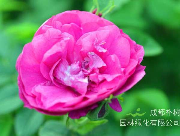 山刺玫什么时候开花？花期是几月？