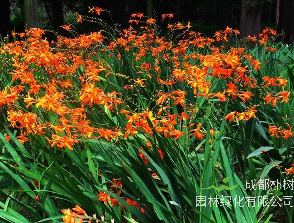 火星花怎么种植效益最好?