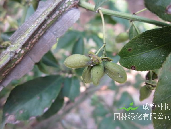 鬼箭羽的功效与作用有哪些?