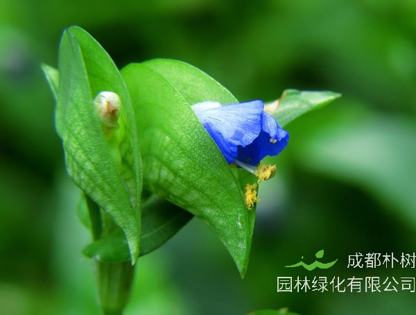 鸭拓草能室内养殖吗？有哪些好处呢？