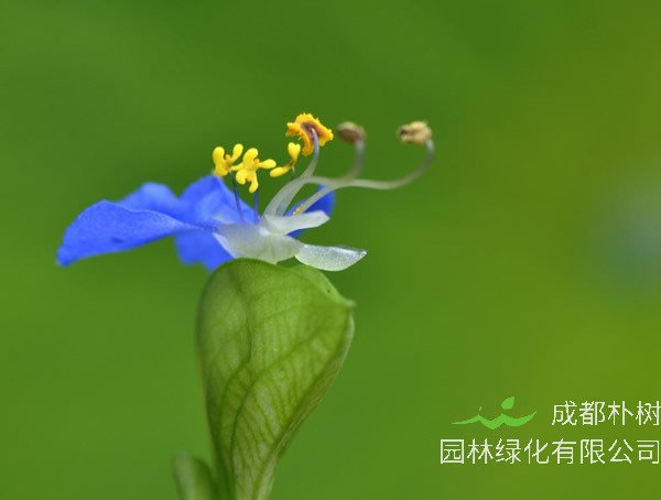 鸭拓草如何修剪？