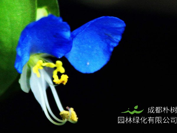 鸭拓草有毒吗？