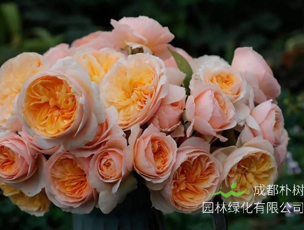 切花朱丽叶月季的优缺点有哪些？