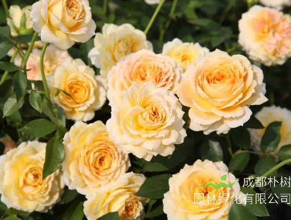 朱丽叶月季是藤本还是灌木植物？