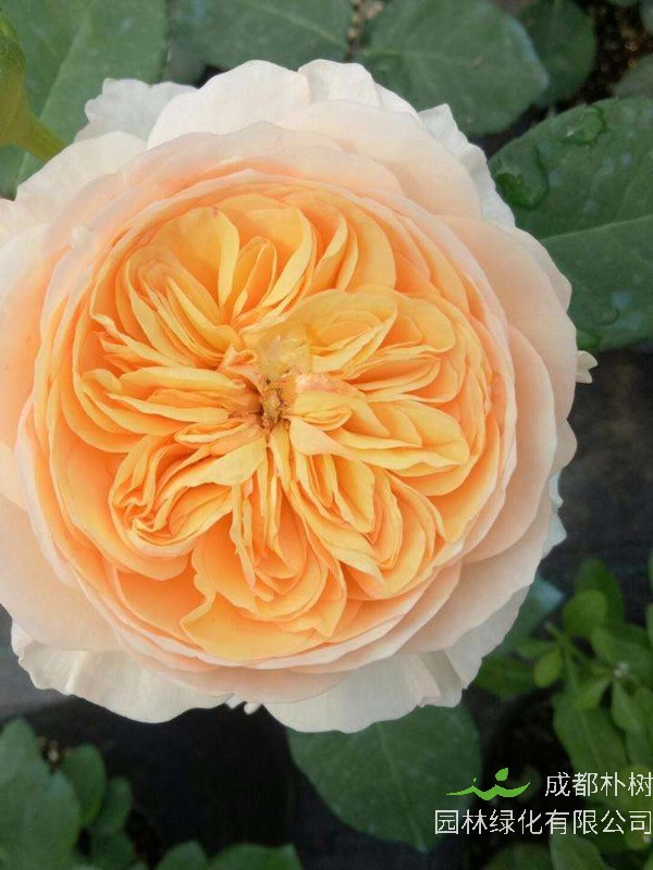 朱丽叶月季如何养护？