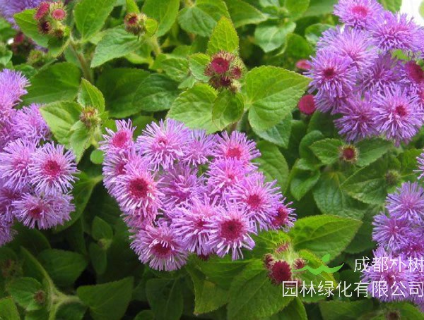 藿香蓟的功效与作用有哪些？